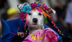 Cientos de perros disfrazados van a iglesia de Nicaragua a ver a San Lázaro