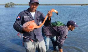 Retiran más de 1,000 trampas para aves en el Parque Nacional de Estero Balsa