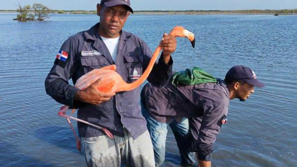 Retiran más de 1,000 trampas para aves en el Parque Nacional de Estero Balsa