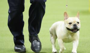 Los bulldogs franceses siguen siendo la raza m&aacute;s popular en EEUU. Pero hay quienes discrepan