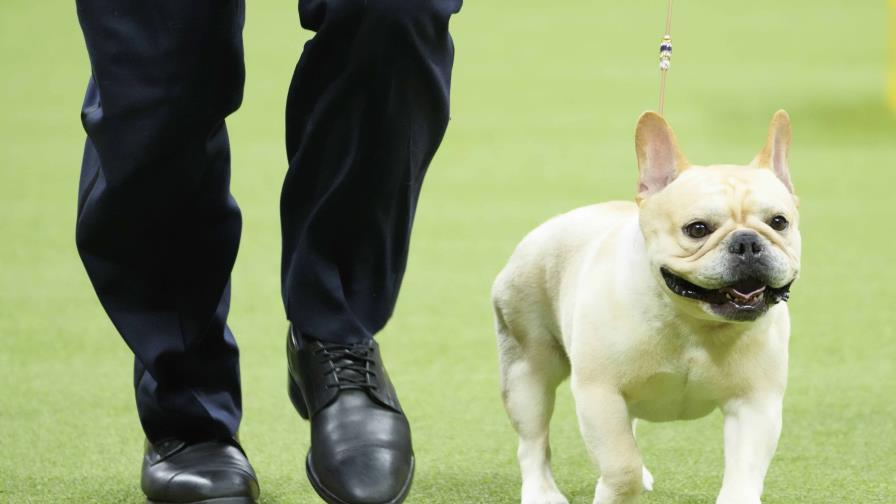 Los bulldogs franceses siguen siendo la raza más popular en EEUU. Pero hay quienes discrepan