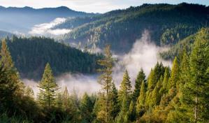 Día Mundial de los Bosques: Innovación, mejor gestión forestal y restauración de ecosistemas