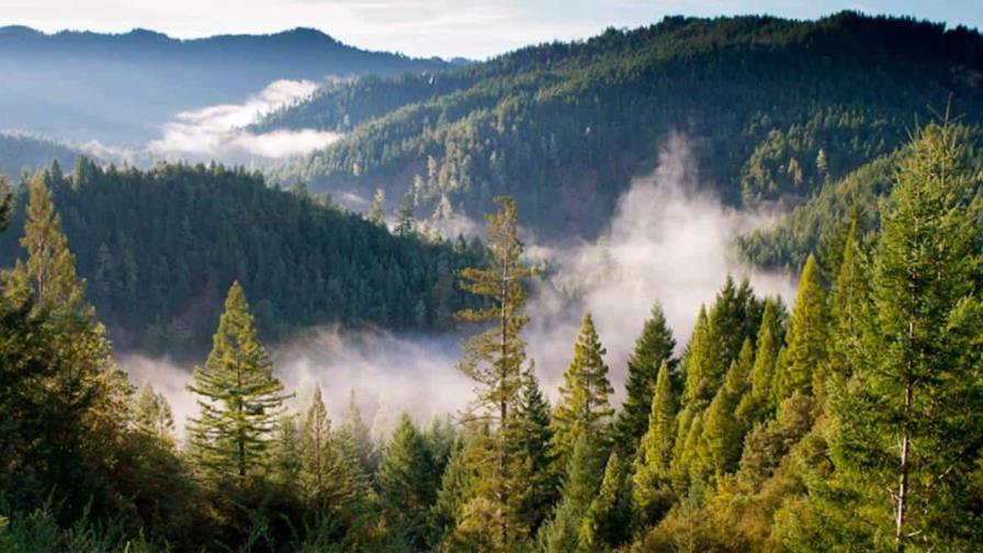 Día Mundial de los Bosques: Innovación, mejor gestión forestal y restauración de ecosistemas
