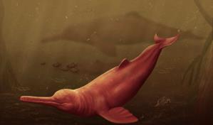 Descubren una nueva especie de delfín gigante que vivió hace 16 millones años