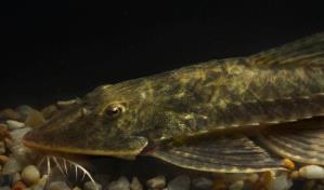 Una expedición en la Amazonía identifica once nuevos registros de especies para Bolivia