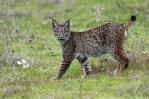 La población de linces en Eslovenia y Croacia se recupera y llega a 50 ejemplares adultos La población de linces en Eslovenia y Croacia se recupera y llega a 50 ejemplares adultos