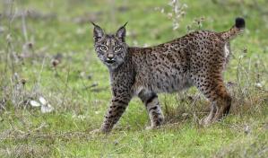 La población de linces en Eslovenia y Croacia se recupera y llega a 50 ejemplares adultos