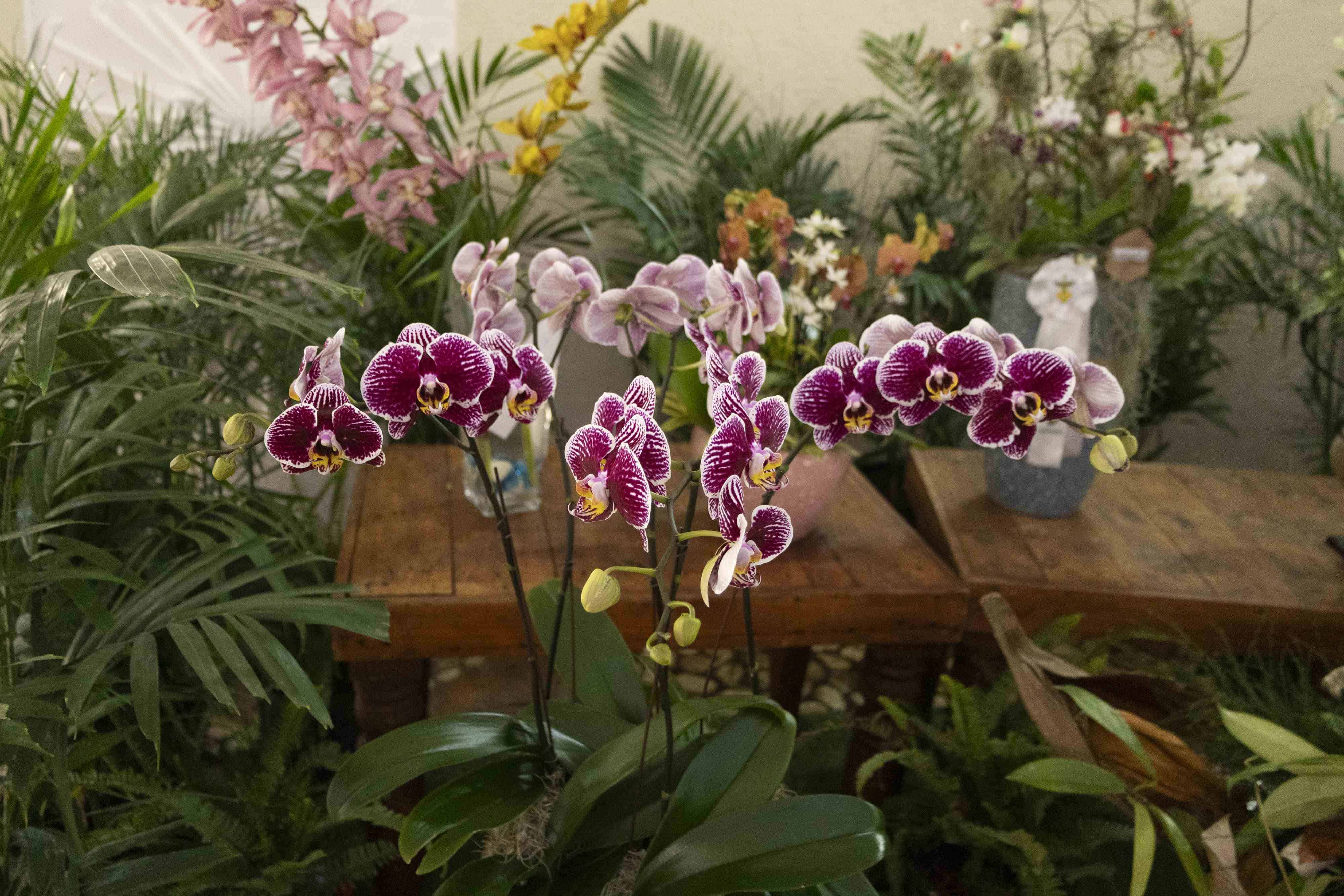 Los precios de las orquídeas van desde los 300 a los 800 pesos