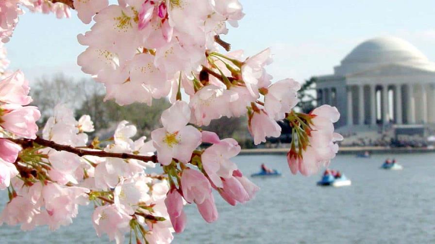 Washington celebra la primavera con la floración de cerezos antes de una temida tala