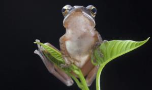 Científicos logran controlar una enfermedad que amenaza a los anfibios de todo el mundo