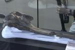 Identifican cráneo de delfín gigante de 16 millones de años de antigüedad en Amazonia peruana