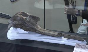 Identifican cráneo de delfín gigante de 16 millones de años de antigüedad en Amazonia peruana