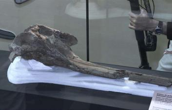 Identifican cráneo de delfín gigante de 16 millones de años de antigüedad en Amazonia peruana