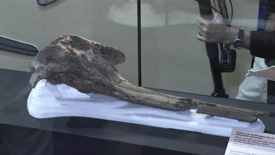 Identifican cráneo de delfín gigante de 16 millones de años de antigüedad en Amazonia peruana