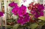 Jardín Botánico presenta más de 200 plantas durante exposición “El Rincón de las Orquídeas”