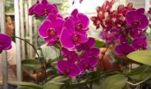 Jardín Botánico presenta más de 200 plantas durante exposición "El Rincón de las Orquídeas"