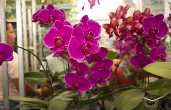 Jardín Botánico presenta más de 200 plantas durante exposición “El Rincón de las Orquídeas”