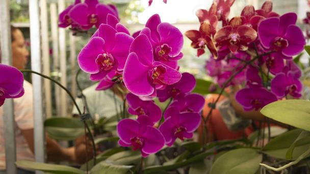 Jardín Botánico presenta más de 200 plantas durante exposición “El Rincón de las Orquídeas”