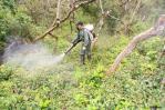 Urgen controlar a gran escala especies de plantas invasoras en las Islas Galápagos Urgen controlar a gran escala especies de plantas invasoras en las Islas Galápagos
