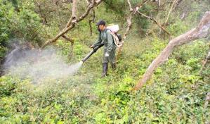 Urgen controlar a gran escala especies de plantas invasoras en las Islas Galápagos
