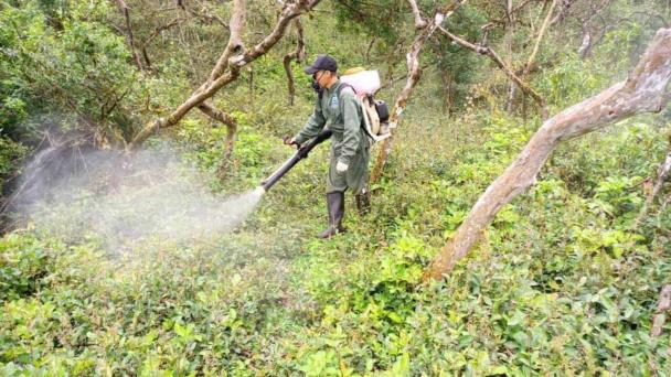 Urgen controlar a gran escala especies de plantas invasoras en las Islas Galápagos