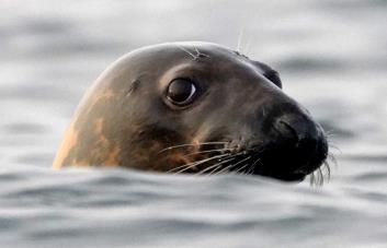 Influenza aviar diezma colonias de focas, y los científicos no saben cómo detenerla