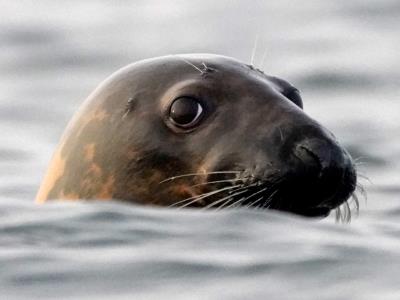Gripe aviar diezma las colonias de focas y leones marinos