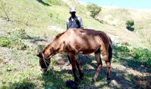 Guardaparques apresan a 10 haitianos por labores de conuquismo en parque nacional