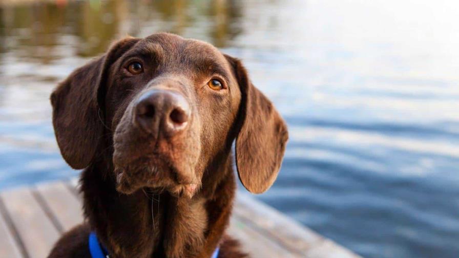 Los perros entienden palabras aunque no las pronuncien sus dueños, según un estudio