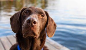 Los perros sí entienden a los humanos, afirma un nuevo estudio Los perros sí entienden a los humanos, afirma un nuevo estudio
