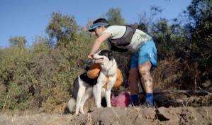 Los perros s&iacute; entienden a los humanos, afirma nuevo estudio