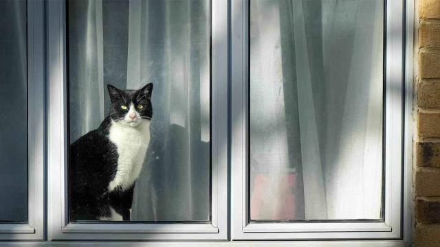 Gato en casa nueva