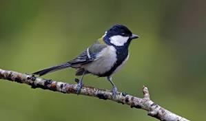 Descubren que una especie de ave gesticula para ceder el paso a su pareja