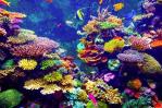 Perder biodiversidad puede acelerar la desestabilización de ecosistemas Perder biodiversidad puede acelerar la desestabilización de ecosistemas