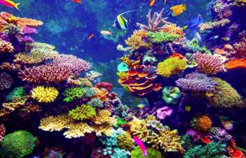 Perder biodiversidad puede acelerar la desestabilización de ecosistemas