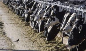 La OMS alerta que virus de gripe aviar fue detectado en leche de vacas infectadas en EEUU
