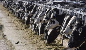 Vacas lecheras dan positivo por influenza aviar en Texas y Kansas