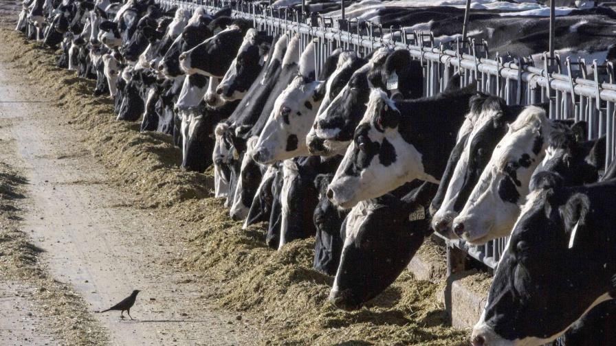 Vacas lecheras dan positivo por influenza aviar en Texas y Kansas