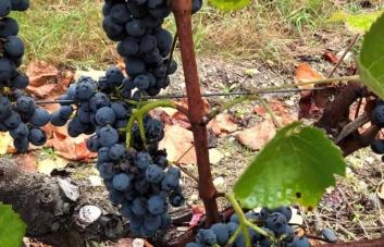 El cambio climático modificará profundamente la producción vinícola, según un estudio