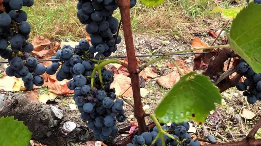 El cambio climático modificará profundamente la producción vinícola, según un estudio