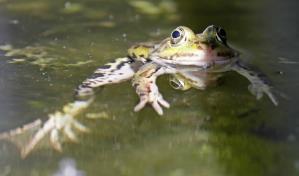 Un estudio revela que las ranas hembra guiñan el ojo a los machos para coquetear