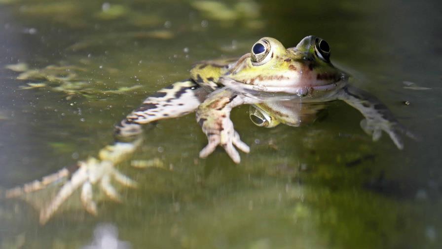 Un estudio revela que las ranas hembra guiñan el ojo a los machos para coquetear