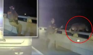 Agente salva a un perro policía que casi se cae de un puente