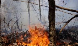 Incendios forestales arrasan 3,049 hectáreas en México