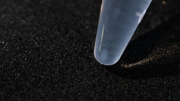 Realizan con éxito primera extracción de ADN de corales en República Dominicana