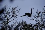 La búsqueda de nuevas especies en una reserva de Panamá rica en biodiversidad La búsqueda de nuevas especies en una reserva de Panamá rica en biodiversidad