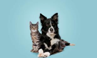 Gatos ajenos y problemas de piel en perros