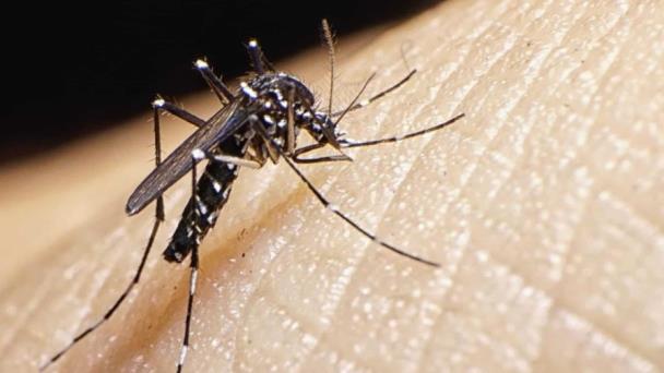 Aedes aegypti: Fundeu aclara la forma correcta de nombrar el mosquito que transmite el dengue