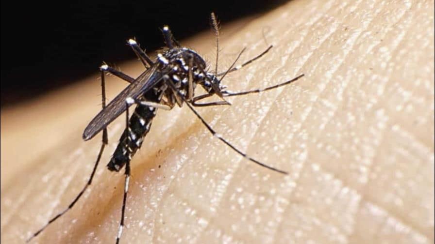 Aedes aegypti: Fundeu aclara la forma correcta de nombrar el mosquito que transmite el dengue