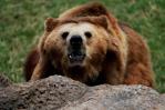 El norte de Eslovaquia registra nuevos ataques de osos pardos El norte de Eslovaquia registra nuevos ataques de osos pardos